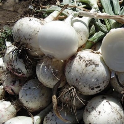 Б'янка F1 10000 насіння білої озимої цибулі, Libra Seeds, Італія
